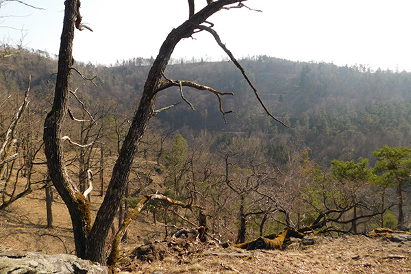 Blick ins wilde Waldviertel