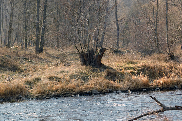 Am Kamp