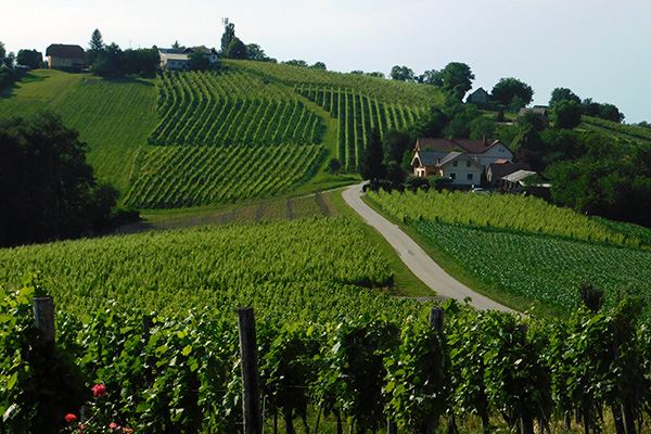 Die Weinberge in Jeruzalem