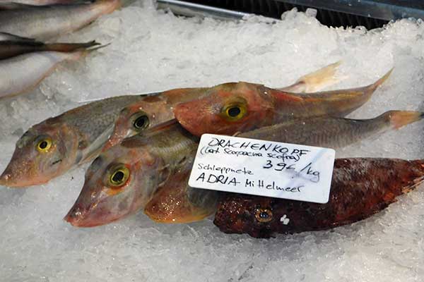 Bei Gastro Fisch Brač gibt es auch Drachenköpfe und Knurrhähne