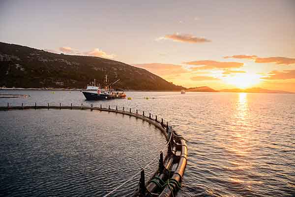 Die Tuna Farm Kali Tuna vor der Insel Ugljan bei Zadar (Foto © Gastro Fisch Brač)