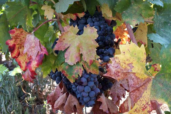 Die Weine des Pelješac