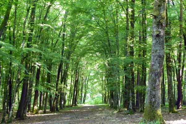 Der Weg zu den Energiepunkten und den Bukovnica See