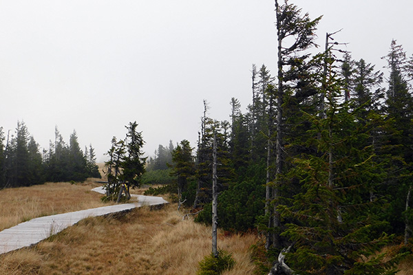 Der Weg schlängelt sich durchs Moor