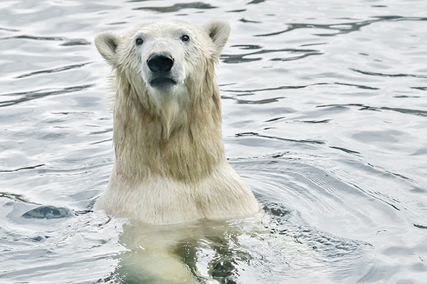 Finja, das Eisbärweibchen des Tiergarten Schönbrunn (Foto © Daniel Zupanc)