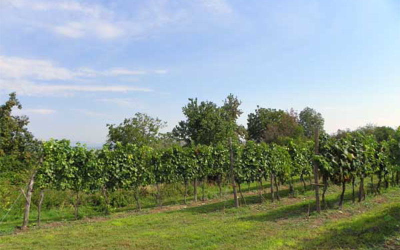 Hier wächst der edle Tropfen