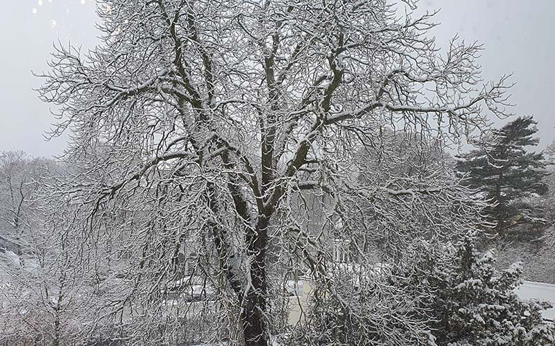 Blick in den verschneiten Garten