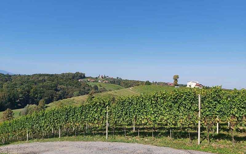 Dann geht es weiter in die Weinberge