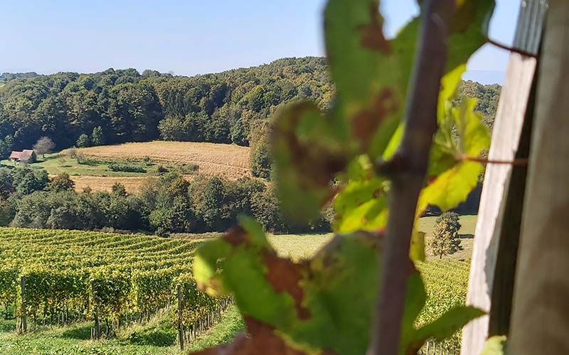 Die Weinberge bei Ptuj