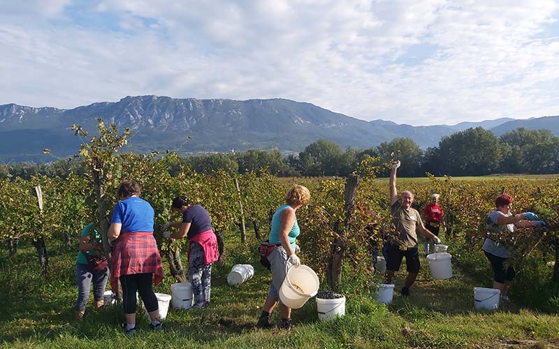 Wir waren zur Weinlese unterwegs