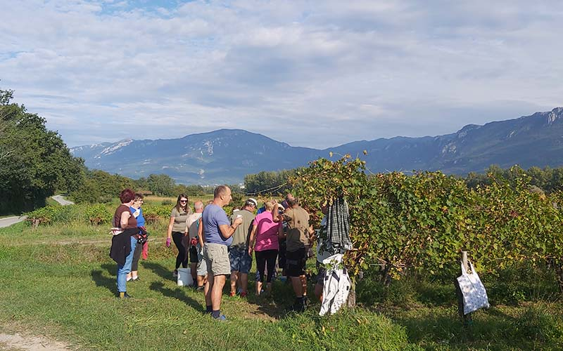 Eine Rebenzeile ist fertig - Prost