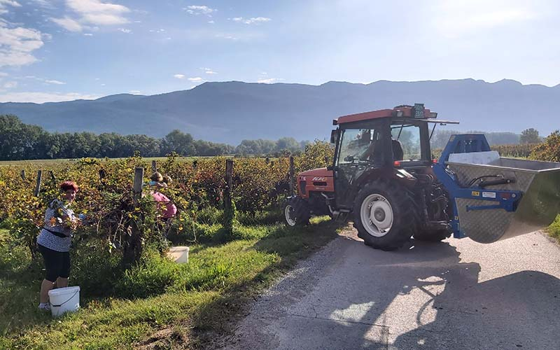 Der Traktor holt die Trauben ab