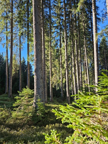 Forest Melody Hf Zana3