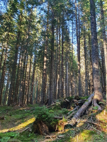 Forest Melody Hf35