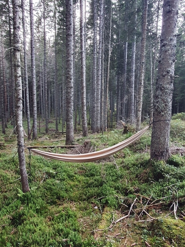 Forest Melody Hf6