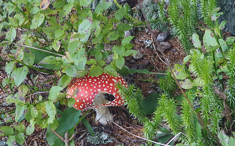 Mein erster Fliegenpilz!