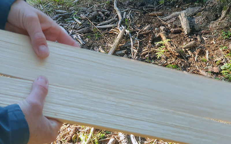 Viel haben wir über die Bäume und das Holz gelernt