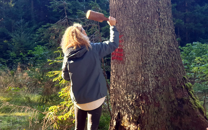 Wie klingt der Baum?