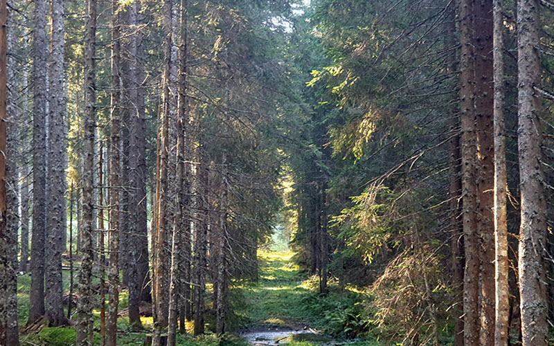 Es geht in den Wald hinein