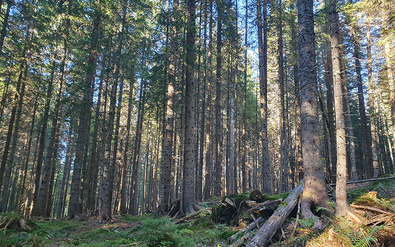 Ein letzter Blick zurück zum Wald