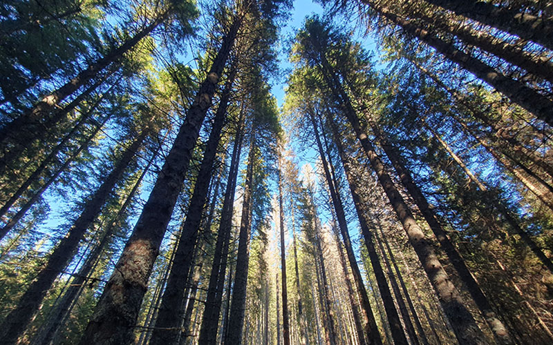Forest Melody28