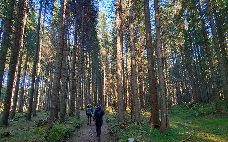 Am Weg zurück