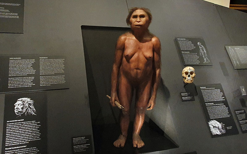 Menschen und ihre Vorfahren