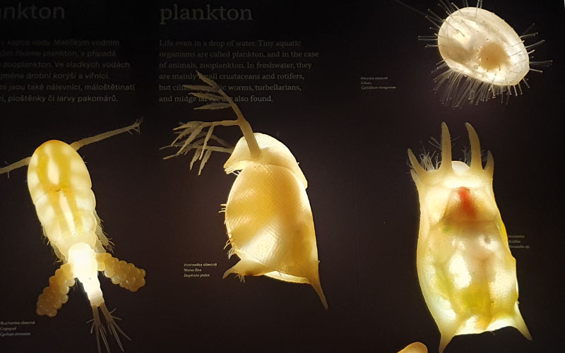 Im Nationalmuseum in Prag