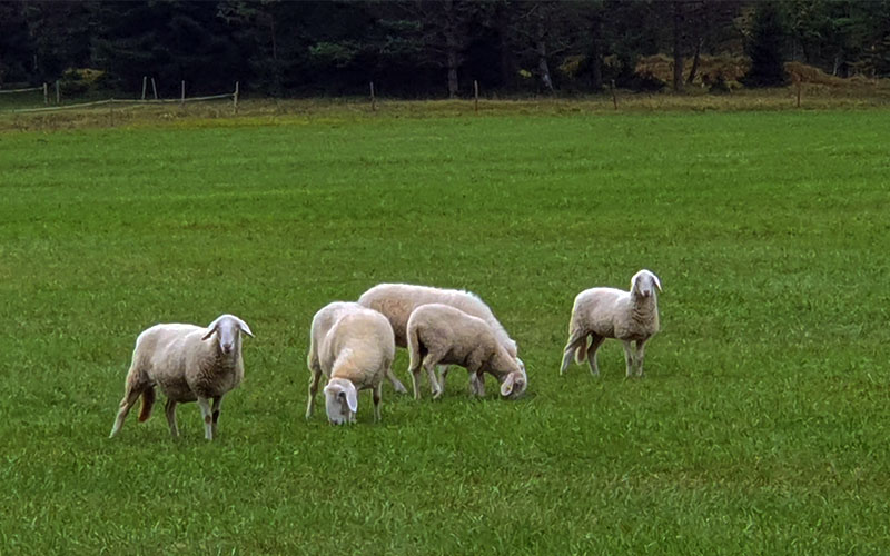 Schafe und Kühe grasen am Wegesrand