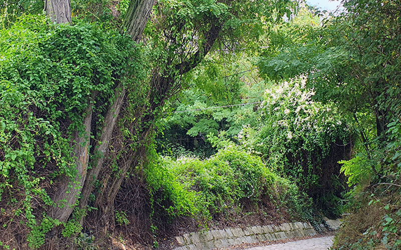Idyllischer Weg
