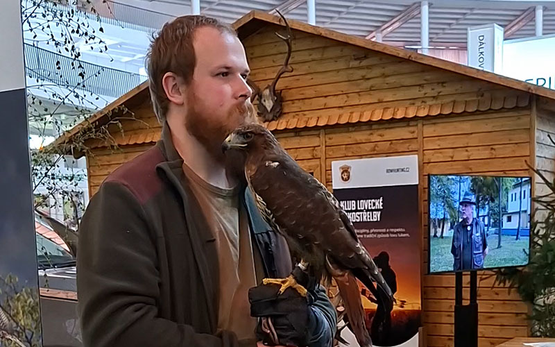 Mein Freund - der Falke