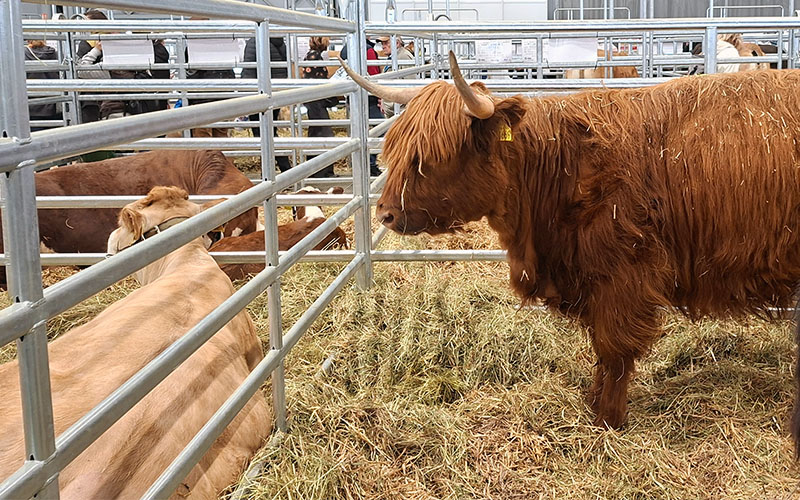 Meine Lieblinge unter den Rinderrassen