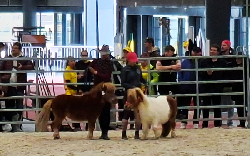 Klein, aber schon Stars - die entzückenden