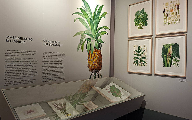 Die Ananas in der Ausstellung Ars Botanica. Gärten auf Papier