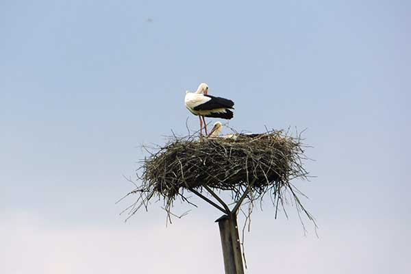 Der Storch in der Nähe des Camps 