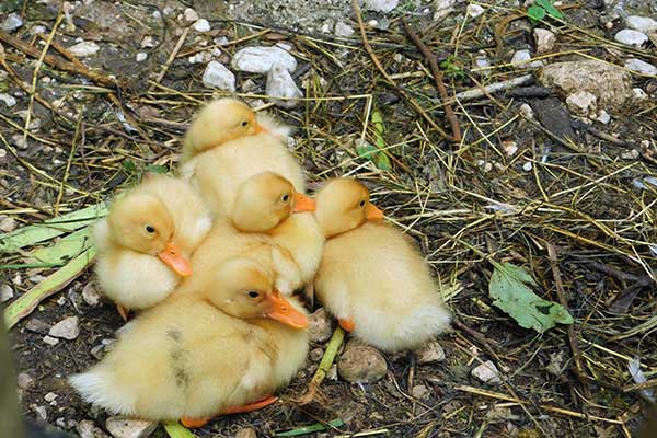 Allerliebst: Die kleinen Entchen im "Streichelzoo"