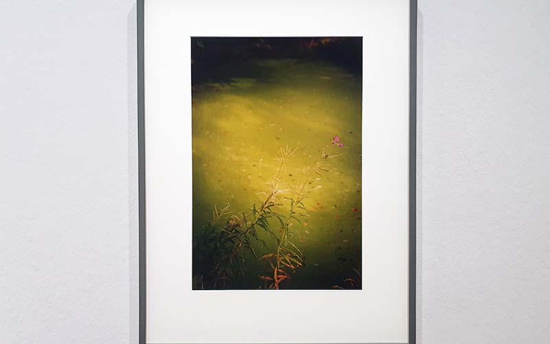 Jitka Hanzlová "Forest"