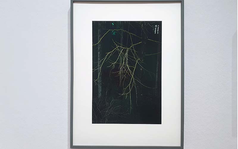 Jitka Hanzlová - aus der Serie "Wald"