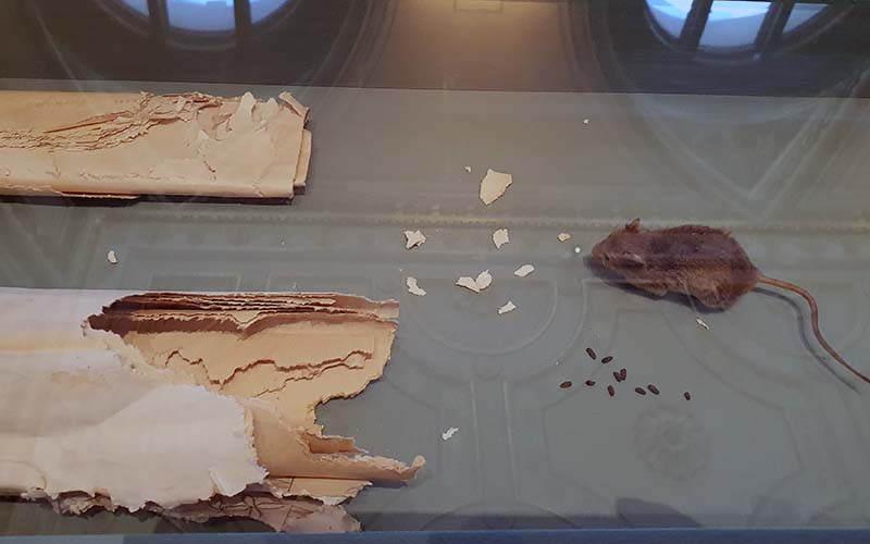 Sonderausstellung im Naturhistorischen Museum