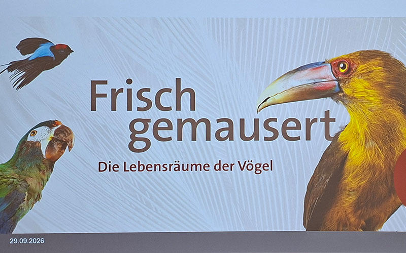 Frisch gemausert. Die Lebensräume der Vögel im NHM Wien