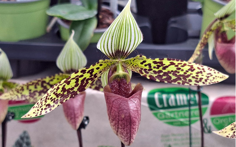 Ausgefallene Orchideen