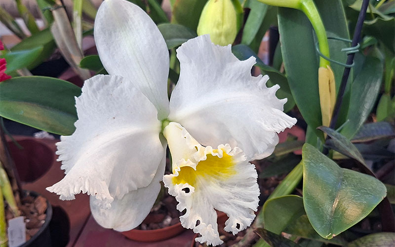 Orchideenausstellung in den Blumengärten Hirschstetten