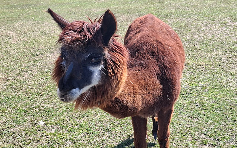 Auch die Alpakas habe ich besucht