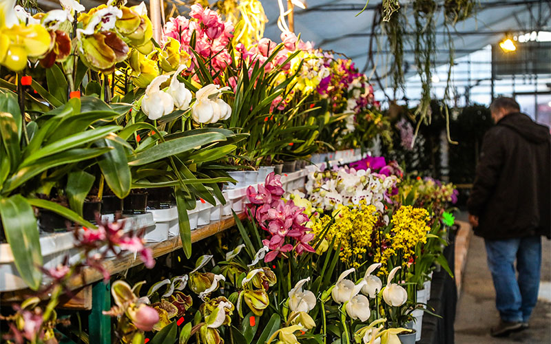 Orchideenschau in den Blumengärten Hirschstetten (Foto © Stadt Wien, Fürthner)