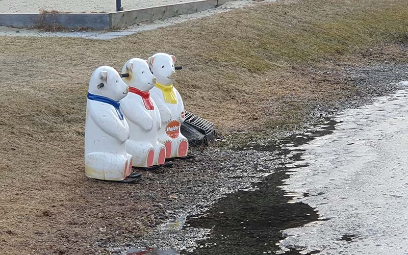 Für die Bären und Eislaufen waren  die Temperaturen zu hoch