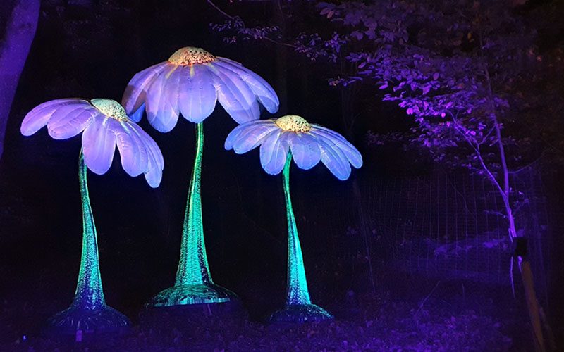 Bunte Riesenblumen blühen am Wegesrand