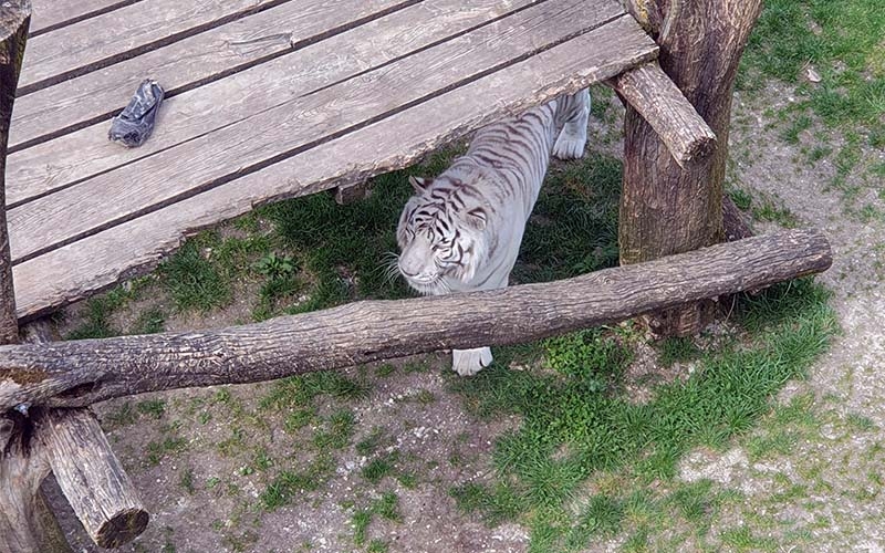 Die ersten Blicke auf die weißen Tiger