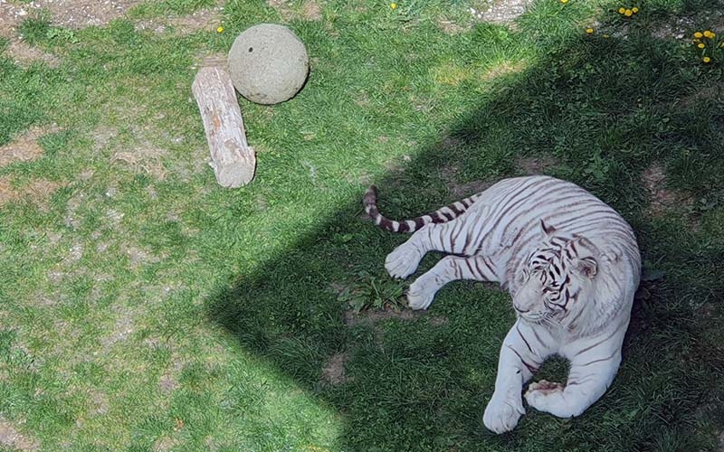 Die weißen Tiger in Kernhof