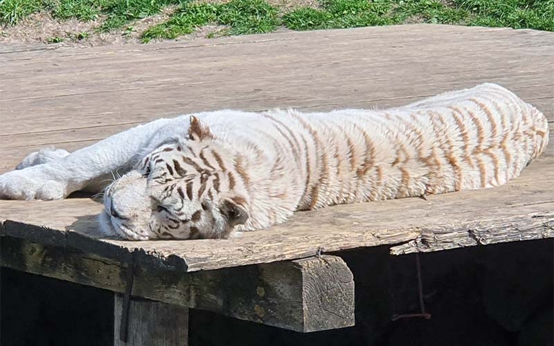 Sie sind das Highlight im Weißen Zoo: Die weißen Tiger