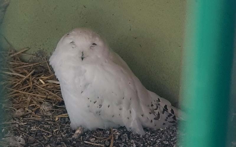 Schneeeule im Weißen Zoo